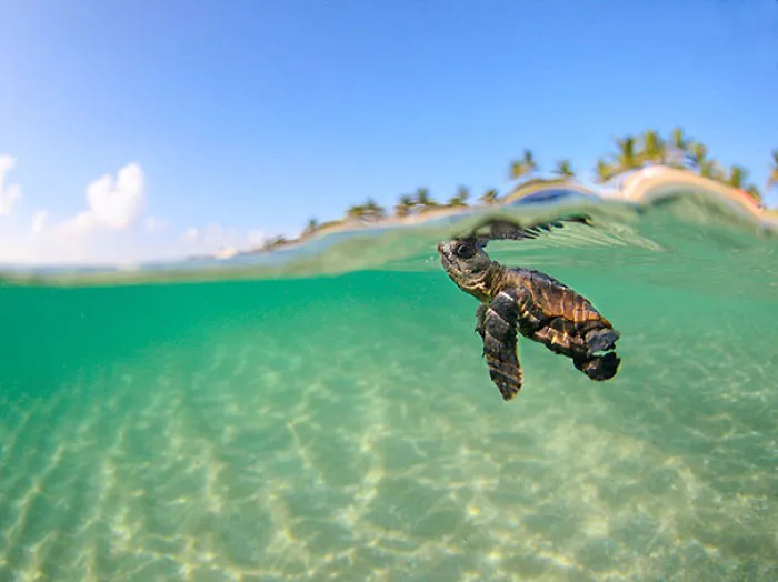 Baby Turtle