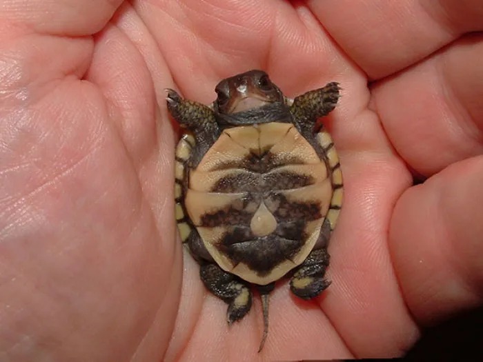 Baby Turtle