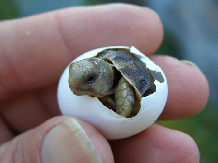 Baby Tortoise