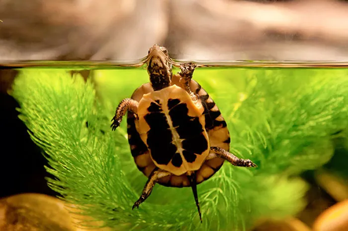 Cute Turtle