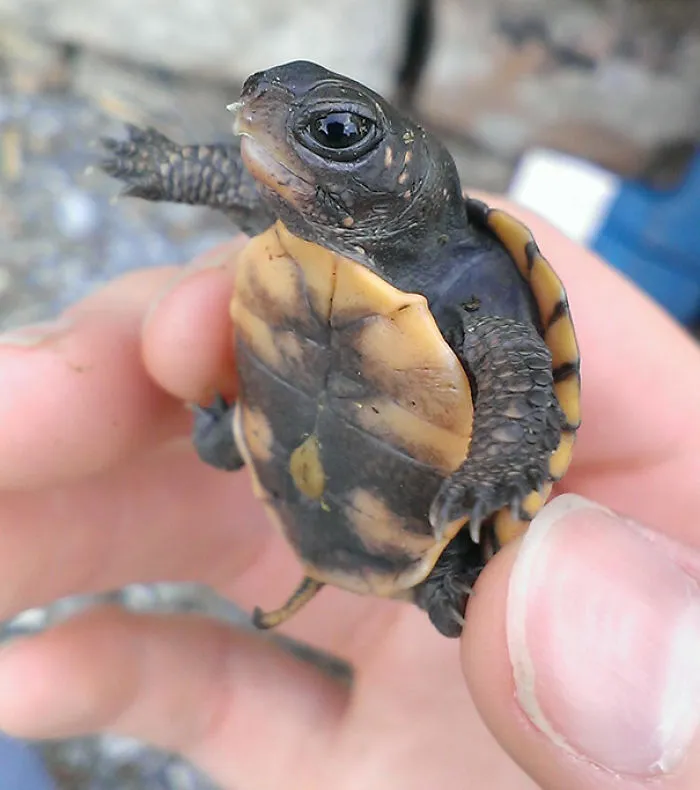 One Week Old Turtle Baby