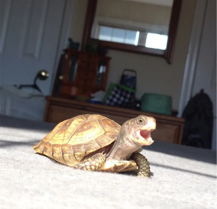 I Caught My Tortoise Happy Chirping And Just Think He's Too Adorable