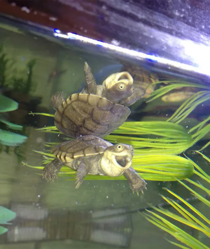 Super Funny Turtle