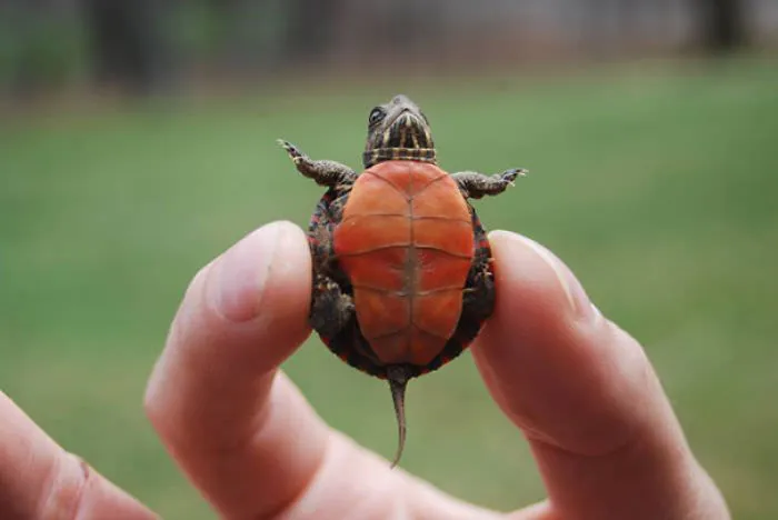 Baby Turtle