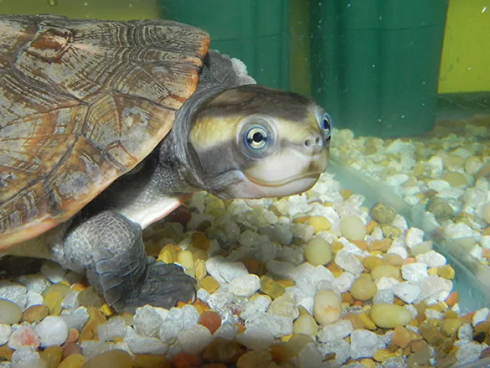 Smiling Turtle