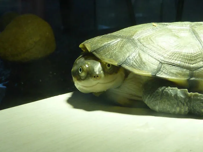 Meet Rizzla, My Turtle Who Is Always Smiling