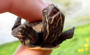 Let's Celebrate Ninja Day By Posting Pics Of Turtles And Tortoises (61 Pics)
