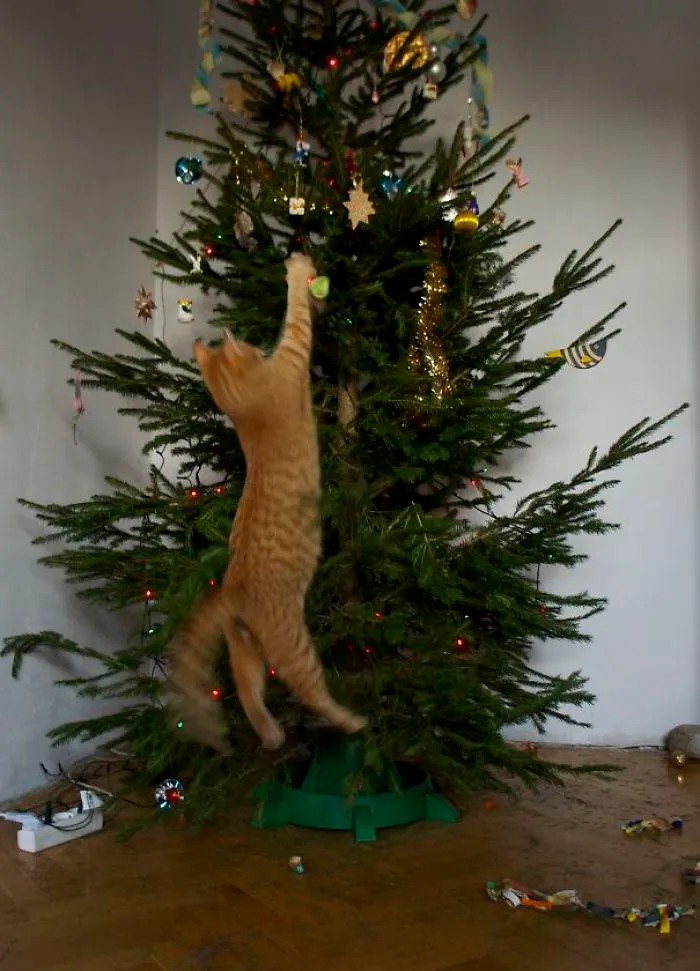 Undressing the Christmas Tree