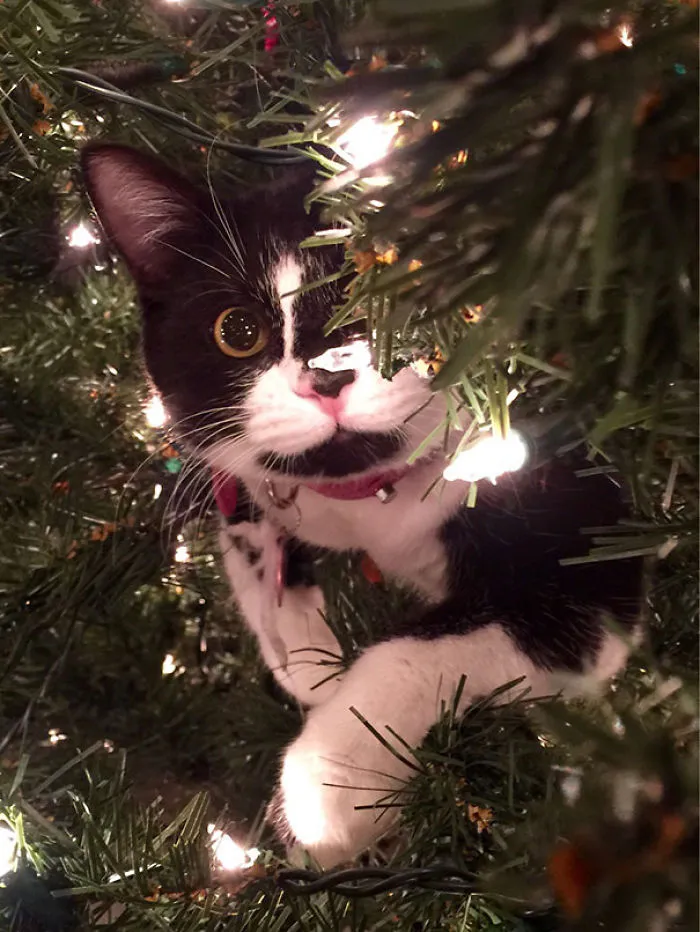 Caught in the Act
