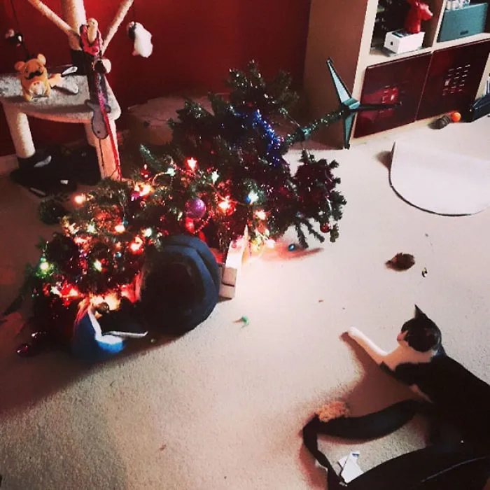 Cat lying by fallen Christmas tree, lights and ornaments scattered, creating a funny holiday scene.