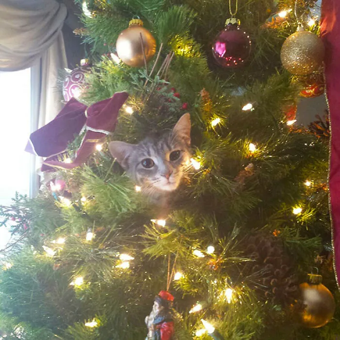 Cat peeking through a decorated Christmas tree, surrounded by ornaments and lights.