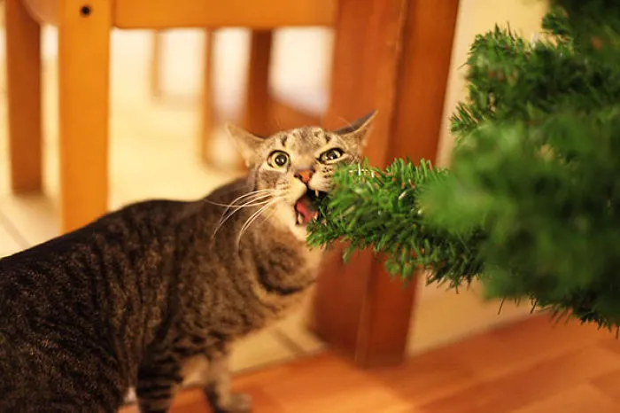 Cat biting a Christmas tree branch, looking playful and mischievous.
