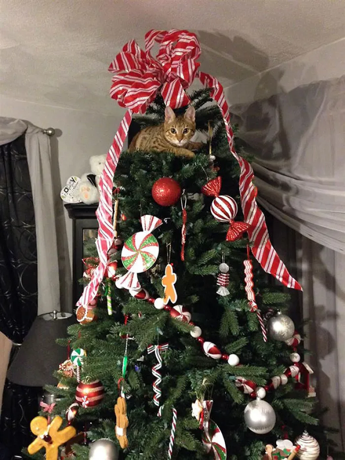 Cat lying on the top of a decorated Christmas tree with ornaments and ribbons.