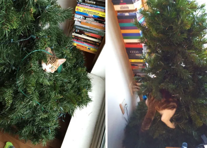 Cat playfully hiding inside a Christmas tree, surrounded by festive ornaments and branches.