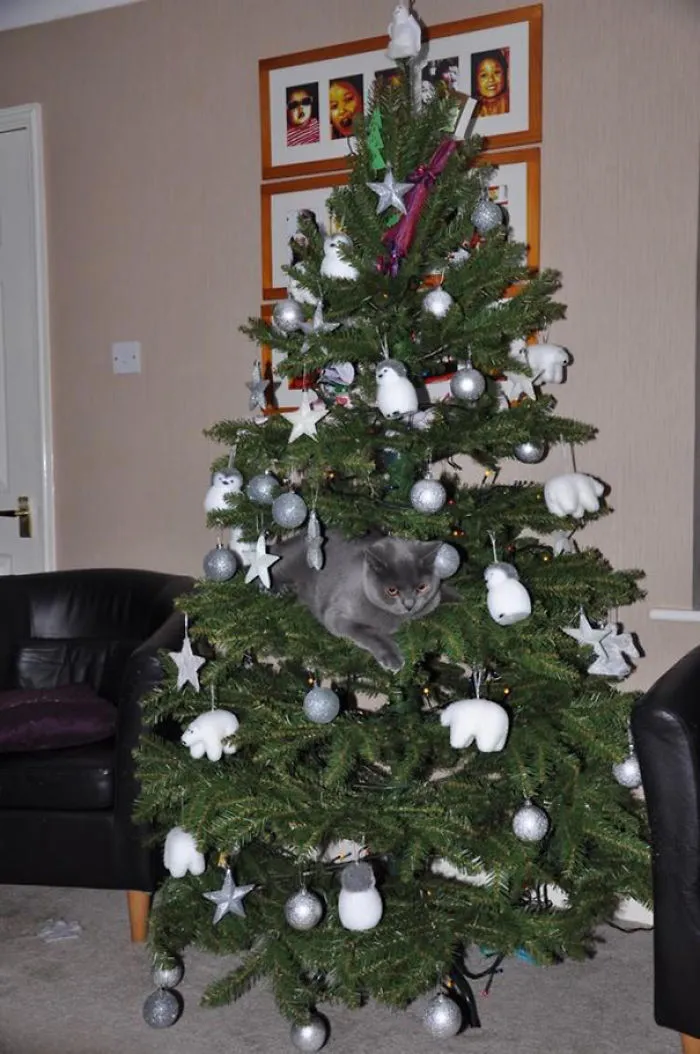 Cat stuck inside a Christmas tree with decorations, creating a funny holiday scene.