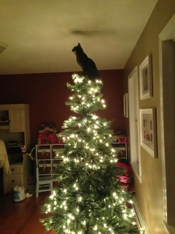 I'm the Star