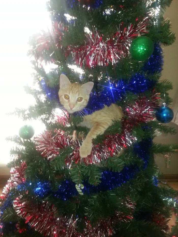 Cat nestled among tinsel in Christmas tree, creating a funny holiday scene.