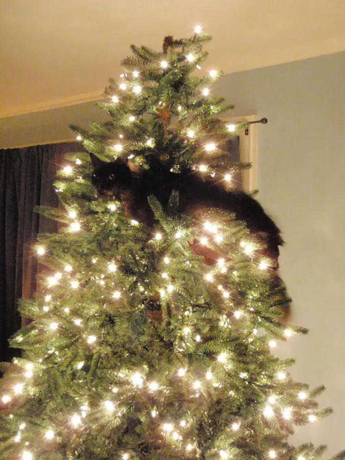 My Mom Sent Me Photos of Her New Cat Approved Christmas Tree