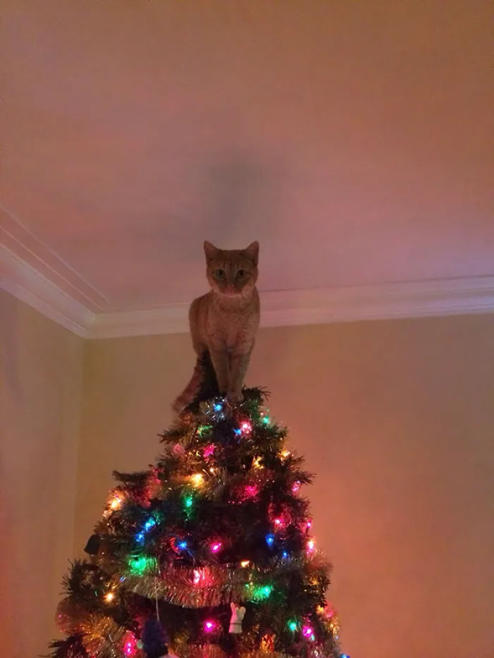 No Need to Put a Star on the Top of the Tree Now