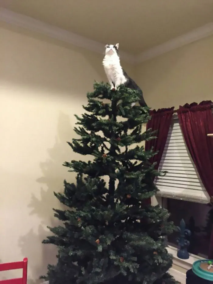 Cat perched atop a Christmas tree, embodying holiday mischief.