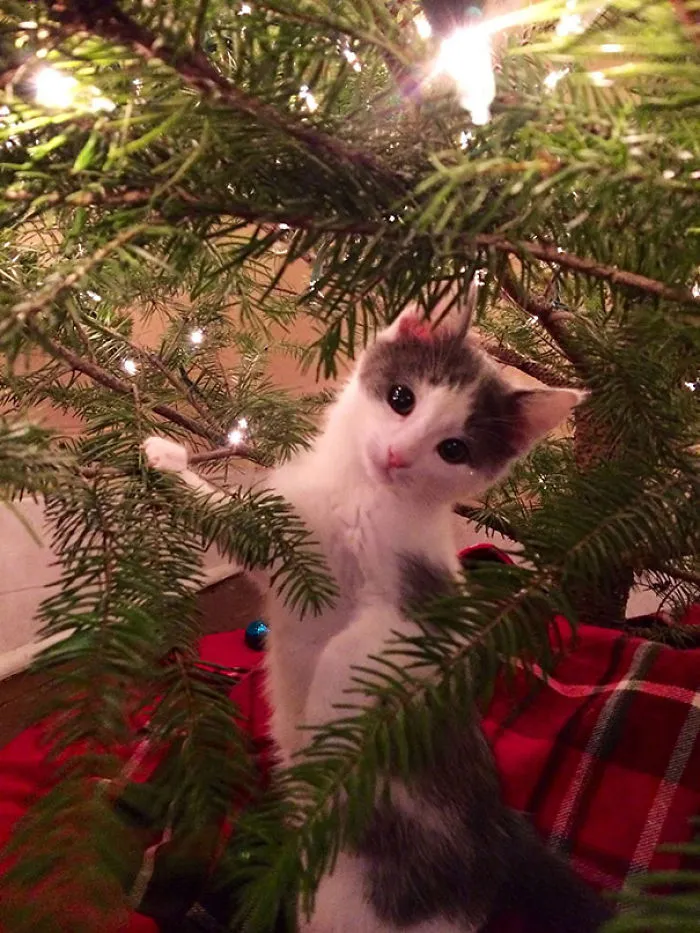 Kitten playing in a Christmas tree surrounded by festive lights and ornaments.