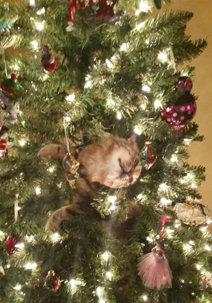 Get a Cat They Said, It'll Be Fun They Said