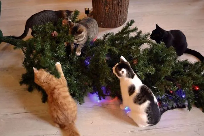 Christmas at a Cat Cafe