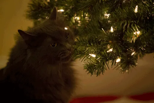 My Friend's Cat Thought the Artificial Christmas Tree Would Be Tasty