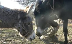 Donkey Duo Saved From Being Turned Into Sausages On Christmas