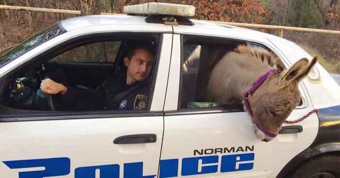Cop Rescues Donkey From Getting Hit By Traffic, Donkey Thanks Him In A Way He Didn't Expect