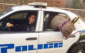 Cop Rescues Donkey From Getting Hit By Traffic, Donkey Thanks Him In A Way He Didn't Expect