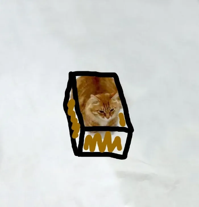 Cat In A Doodled Box