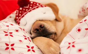 Adopted Labrador Lisa Wishes For Every Stray Dog To Find A Home Too