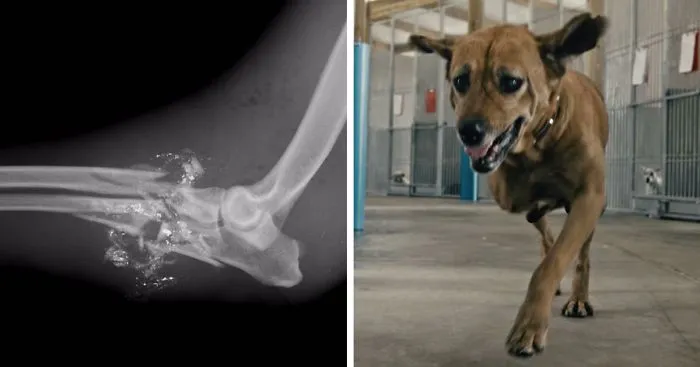 Dog Takes A Bullet To Save A Little Kid