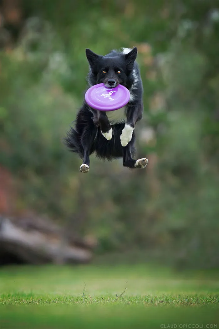Dogs Can Fly