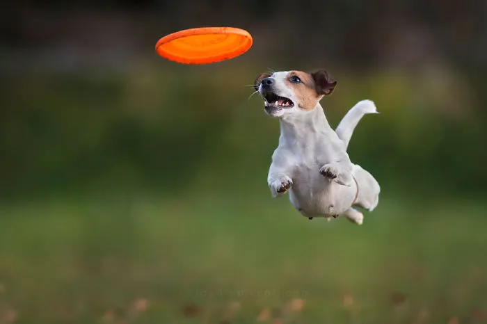 Dogs Can Fly