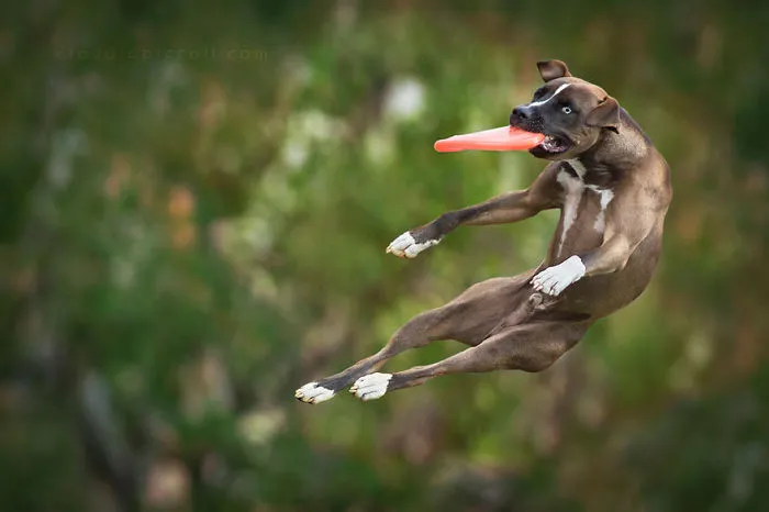 Dogs Can Fly
