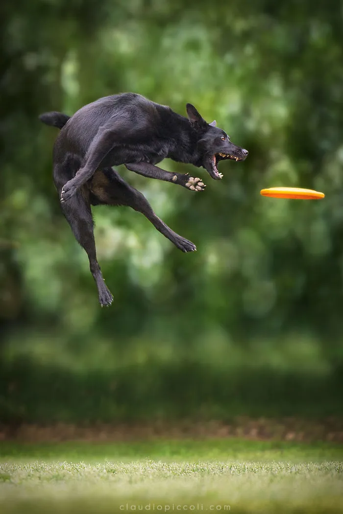 Dogs Can Fly