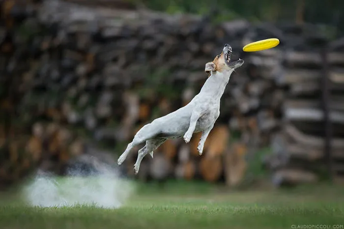 Dogs Can Fly