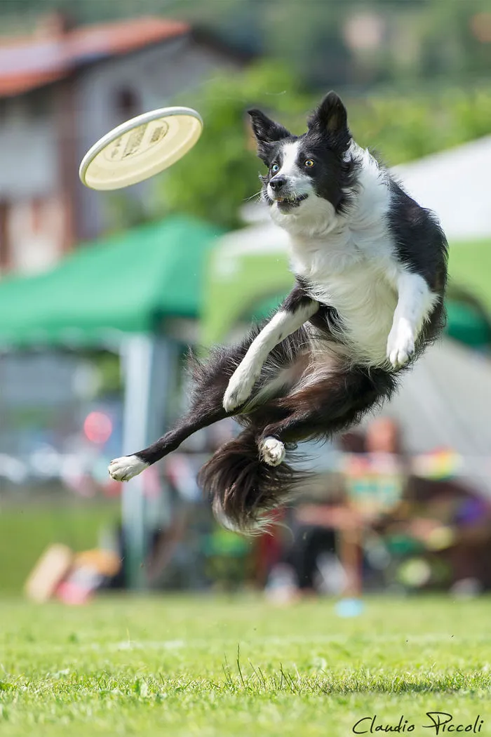 Dogs Can Fly