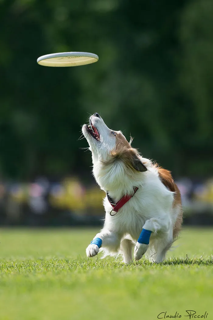 Dogs Can Fly