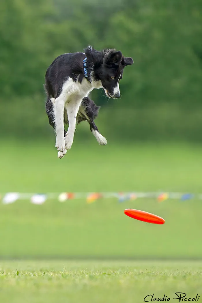 Dogs Can Fly