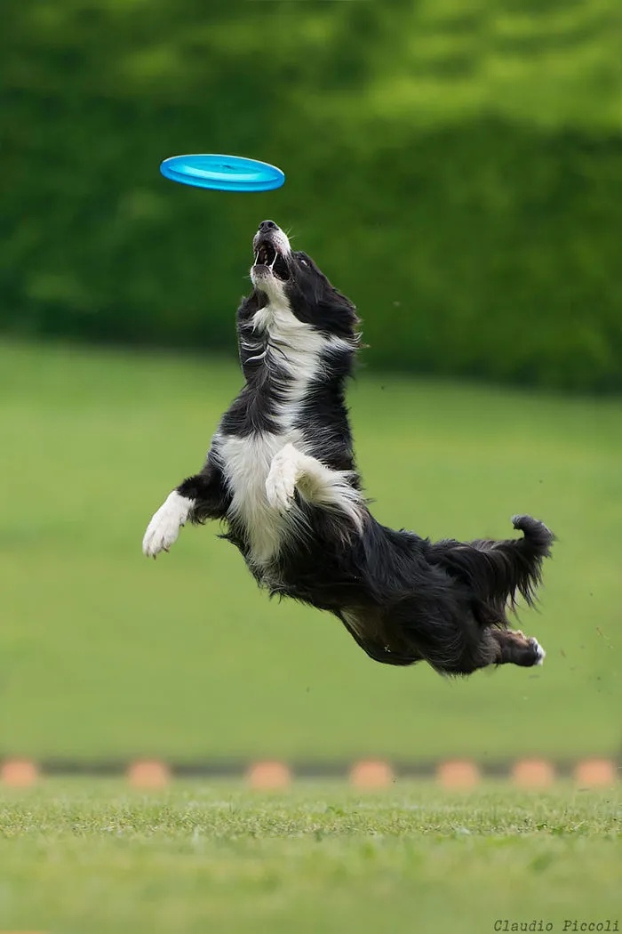 Dogs Can Fly