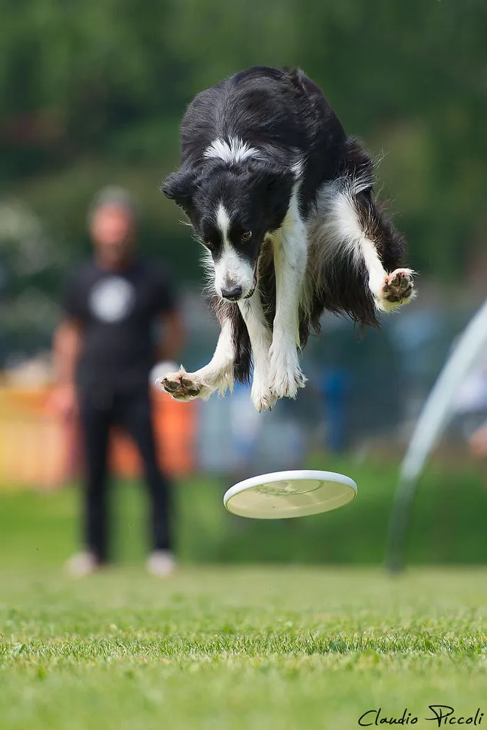 Dogs Can Fly