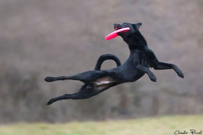 Dogs Can Fly