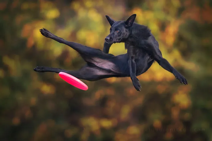 Dogs Can Fly