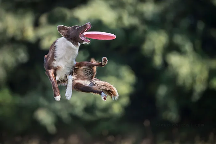 Dogs Can Fly