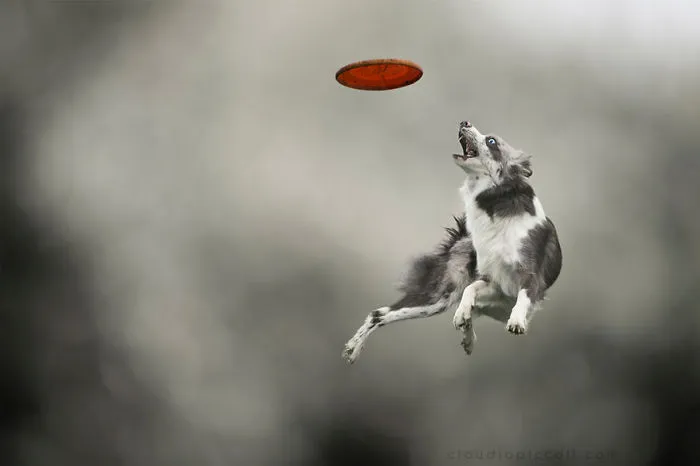 Dogs Can Fly