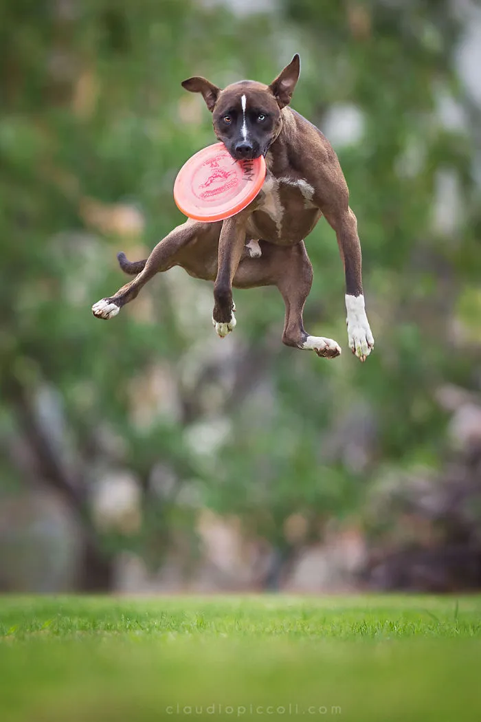 Dogs Can Fly