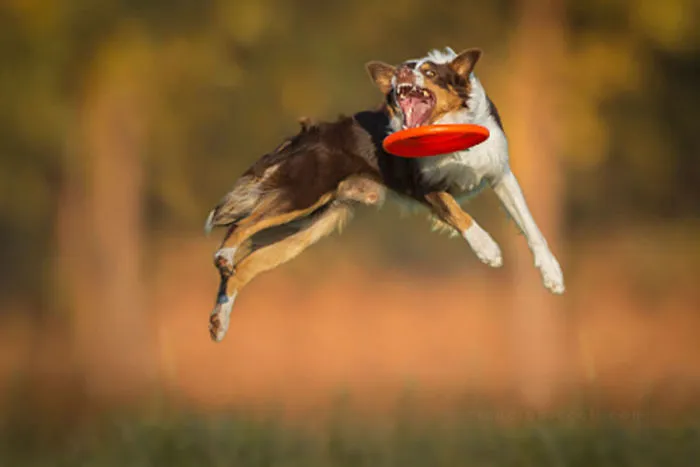 Dogs Can Fly